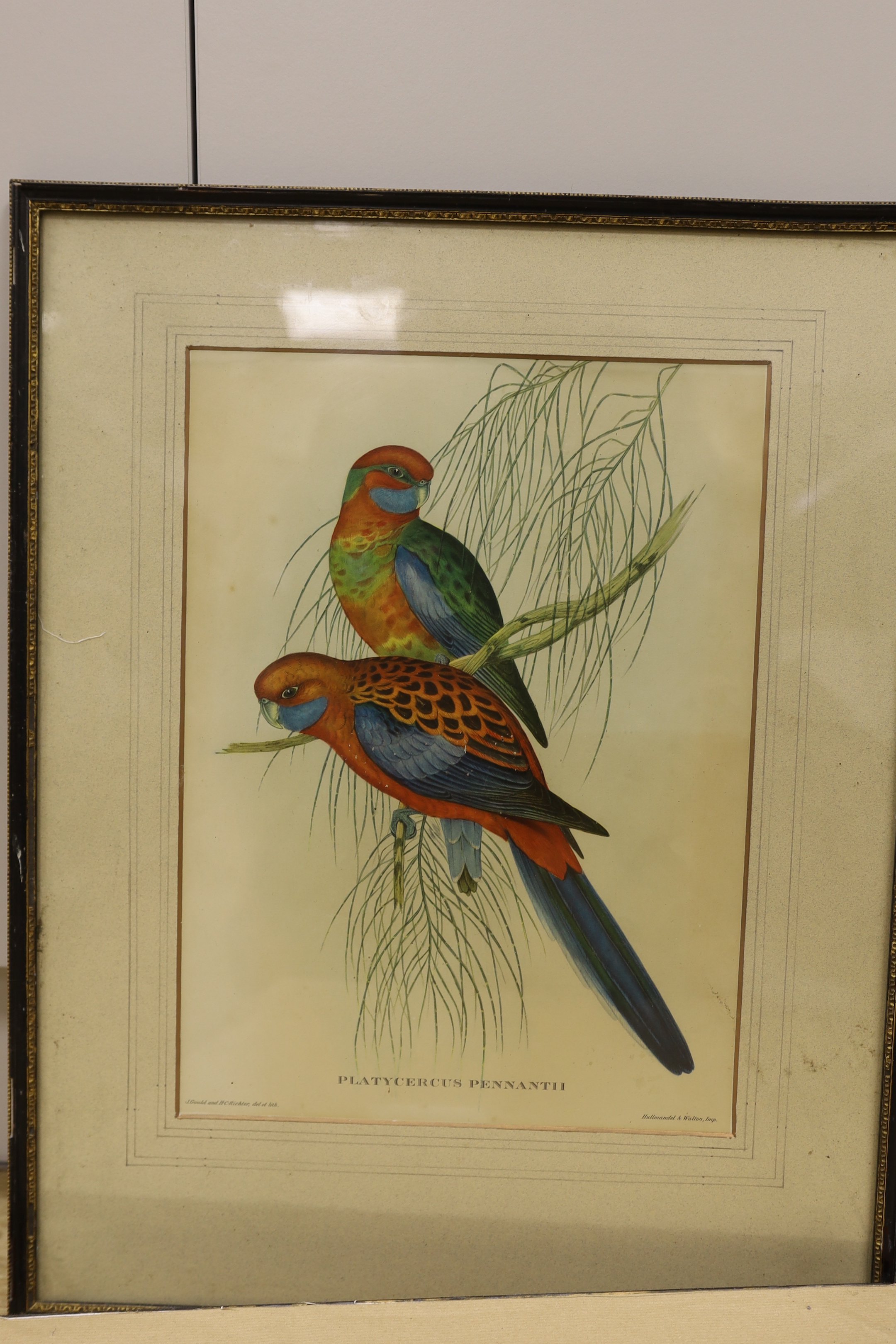 After J Gould (1804-1881) and H. C. Richter (1821-1902), set of five zoological colour lithographs, Birds including Trogon Collaris and Euspiza Luteola, each 37 x 27cm